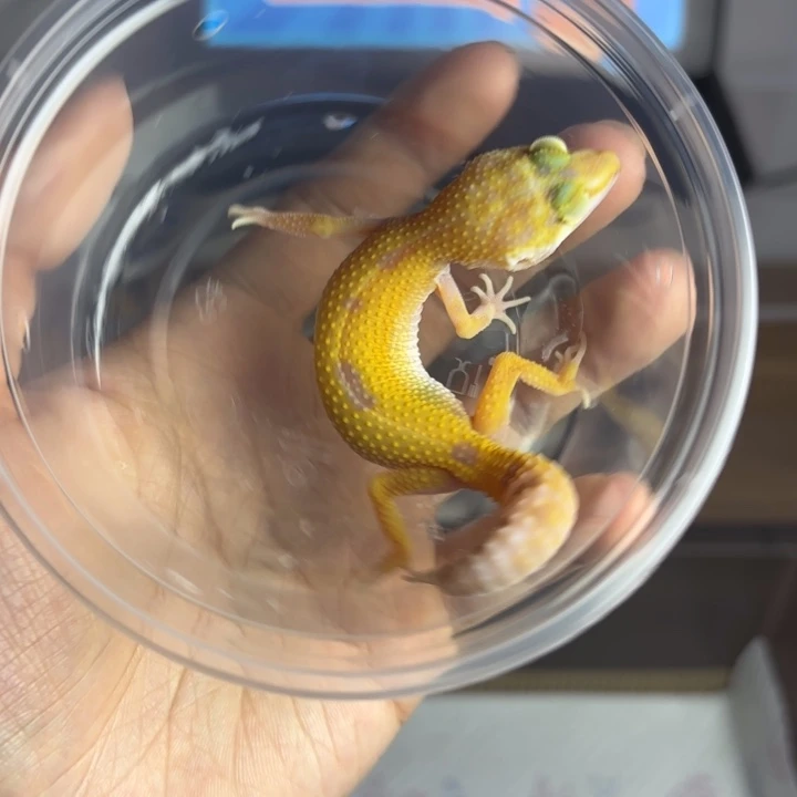 豹纹守宫川普反直线母温