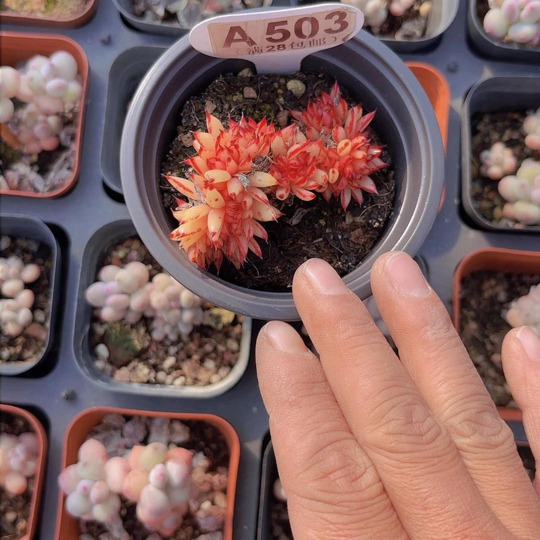 A503爱克魂一物一拍