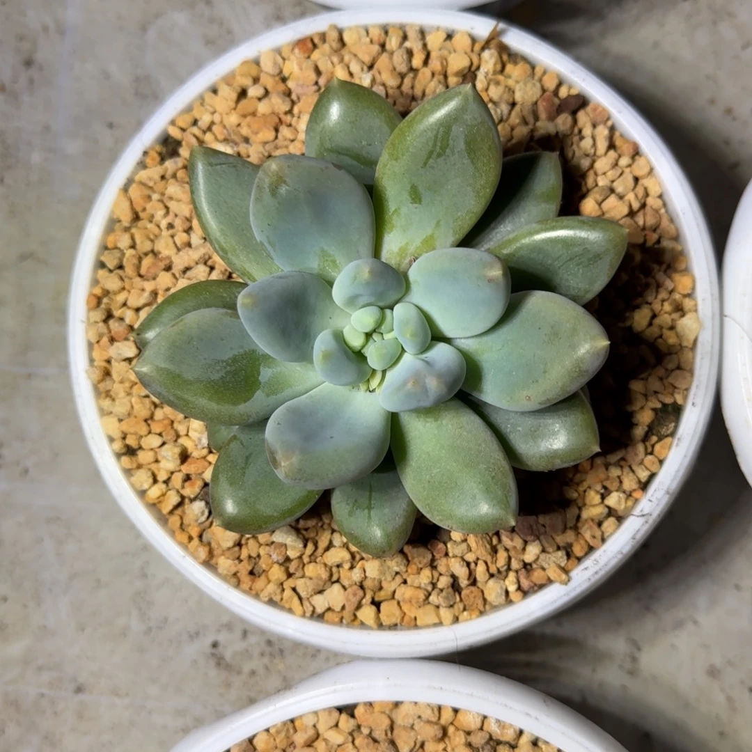 黄胖体 哥特 单头 一物一拍