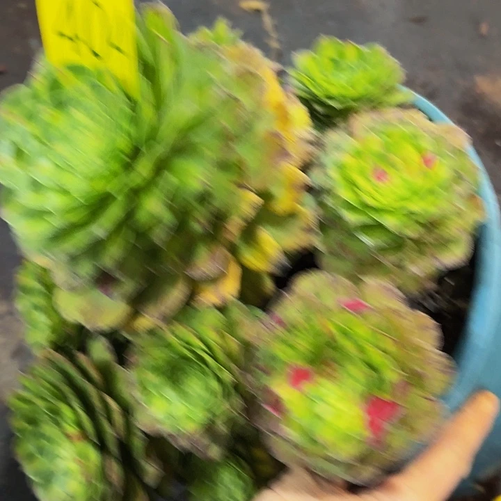 哈哈多肉葡萄知否404