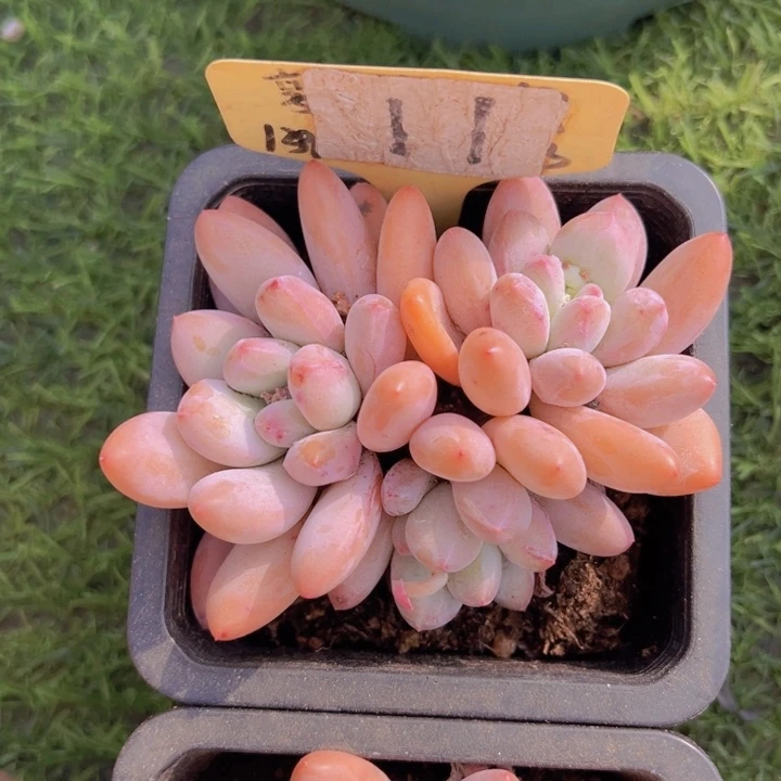 健健康康平平安安