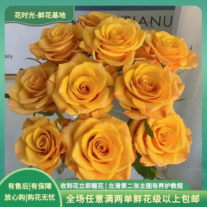 【辉煌】10枝单头玫瑰  基地直发 | 全场任意满两单鲜花包邮