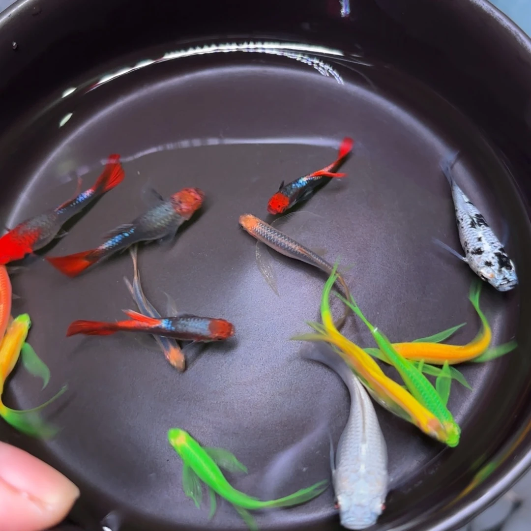 孔雀鱼斑马6+2备损，玛丽球2条，深海蓝3+1备损