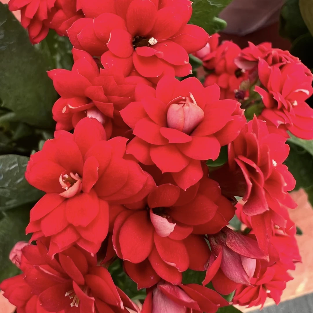 长寿花～【红宝石】