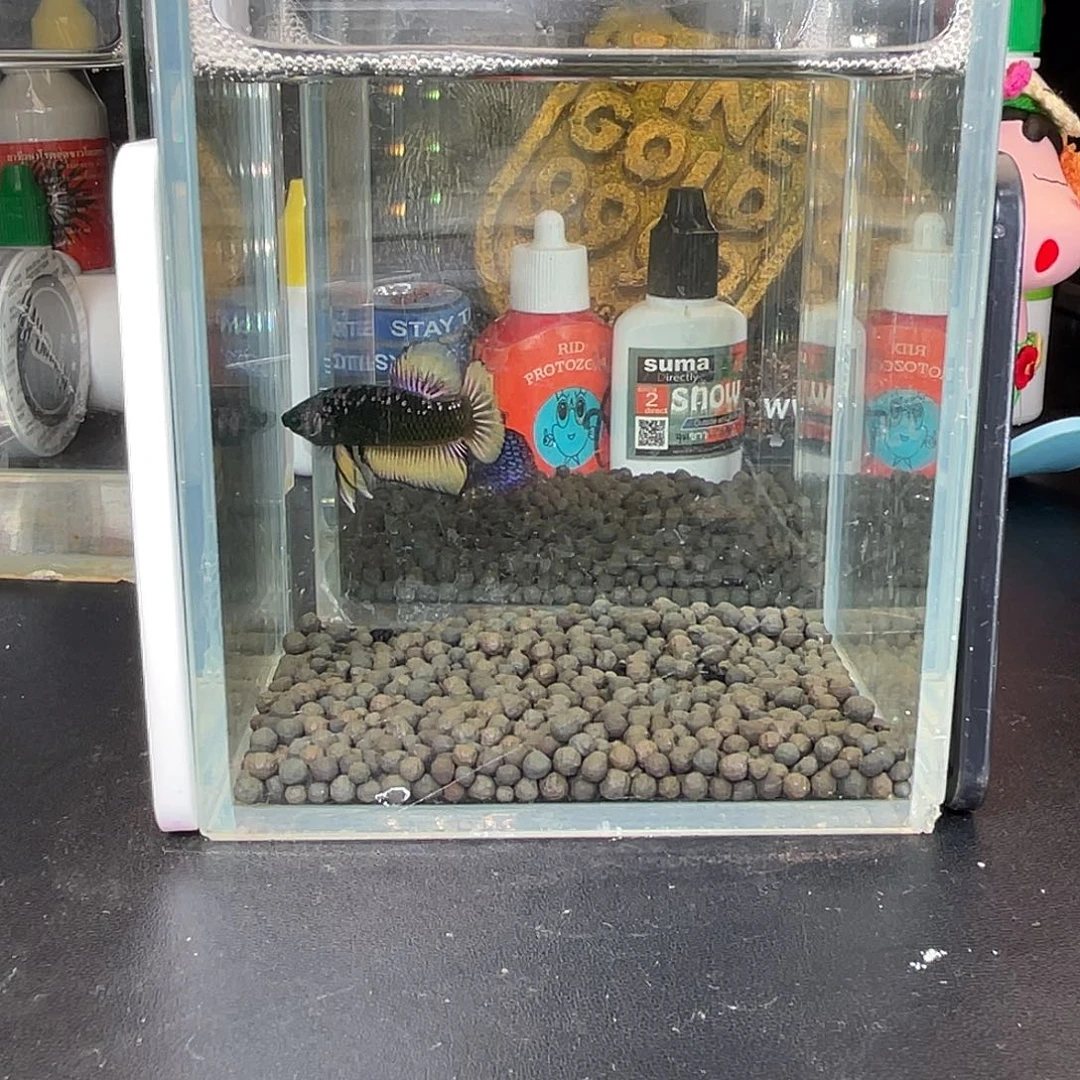 斗鱼15号111早绿武士