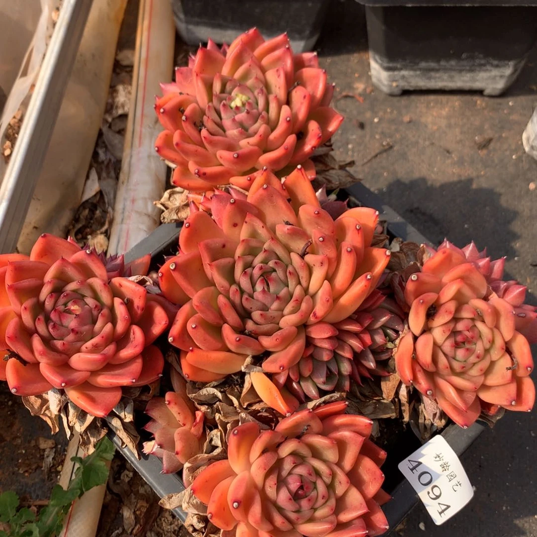 4094新年快乐发发发