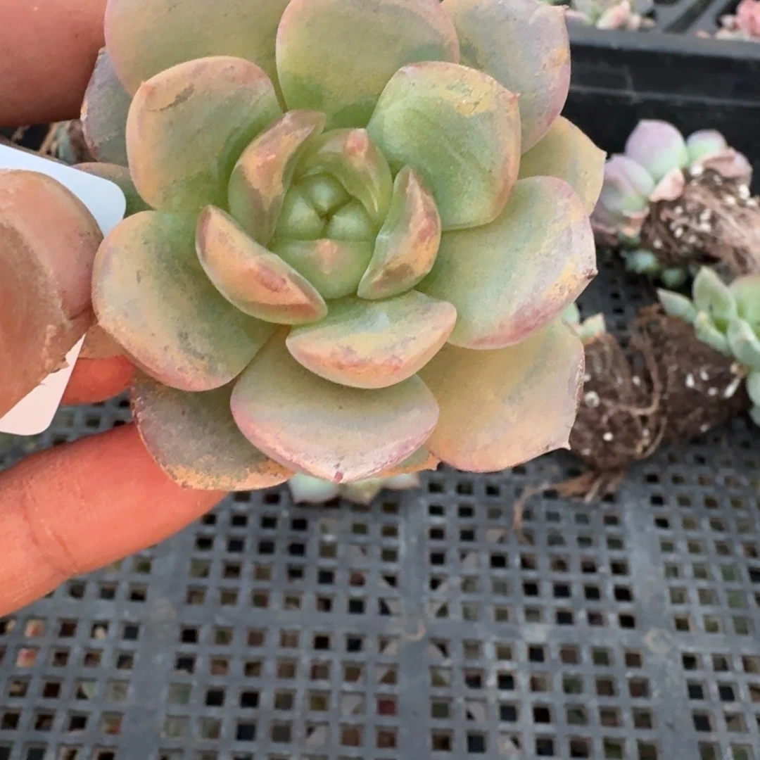 多肉杂交一物一拍19-135