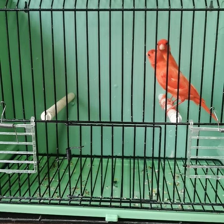 虎皮鹦鹉L****?辣椒微杂一对