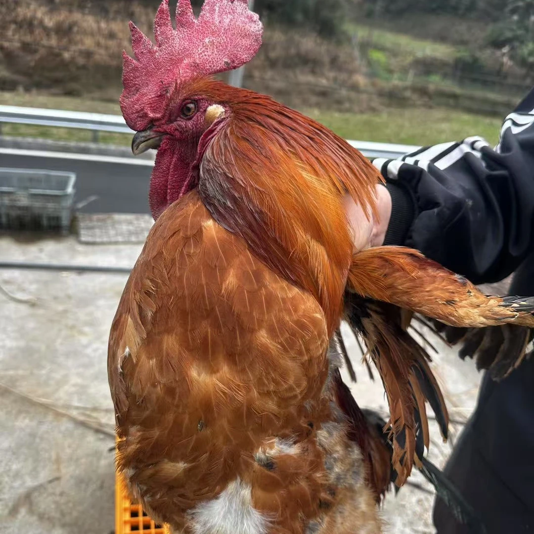 湖南农家散养大公鸡母鸡土鸡宰好冷冻发货非养殖厂鸡