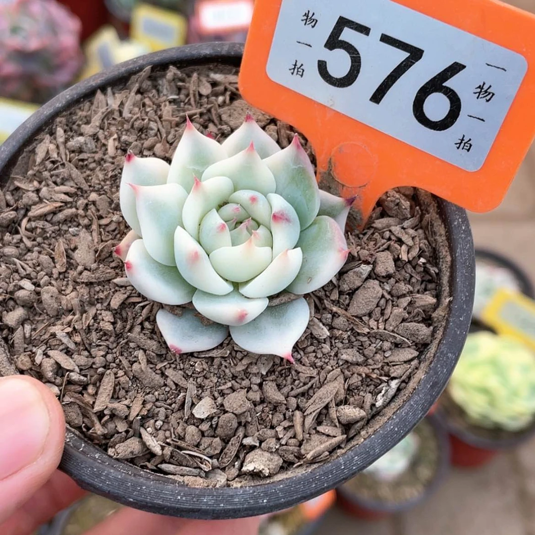 【闪购商品】576号