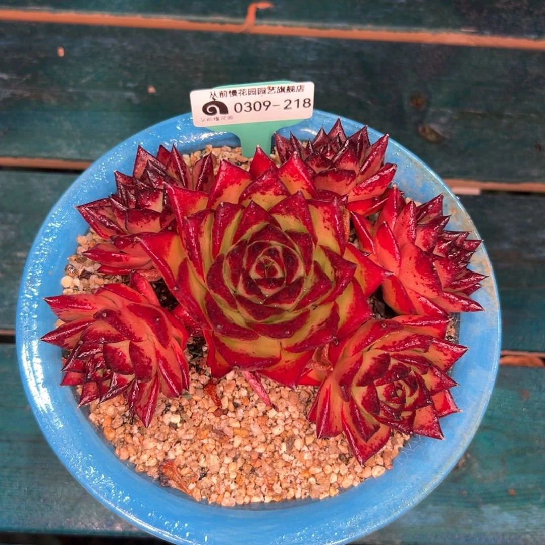 多肉一物一拍0309-218