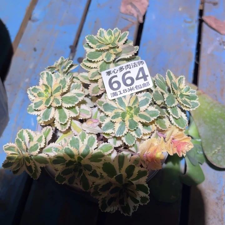 664亚特兰蒂斯掌心多肉法师锦不包侧枝断枝的