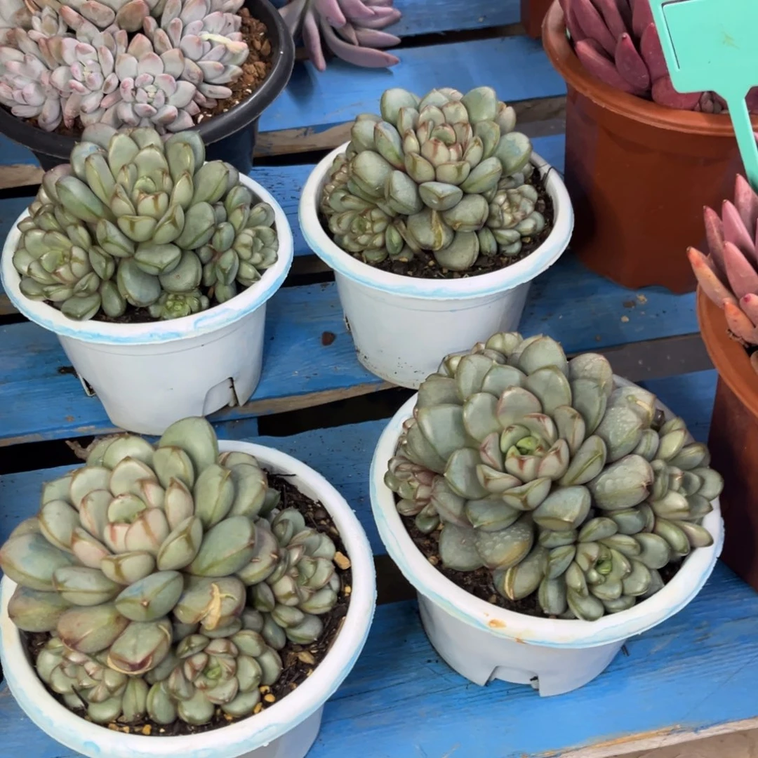 小雨多肉一物一拍葡萄