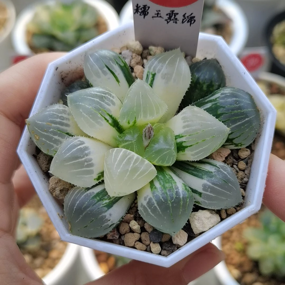 156号糯玉露锦一物一拍带盆土发货