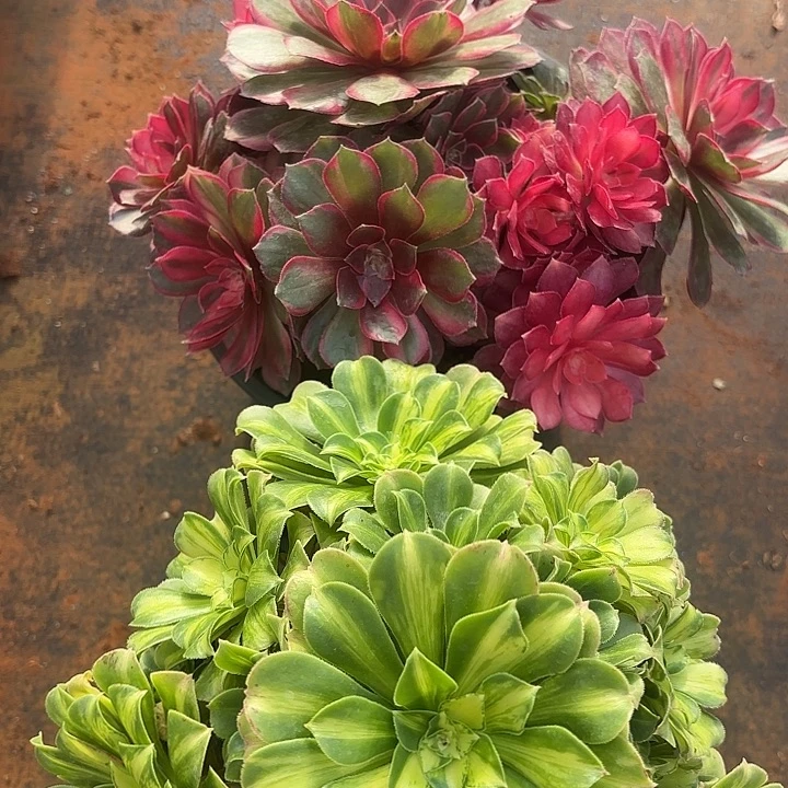 617组合黑魔锦翡翠琉璃掌心多肉法师锦