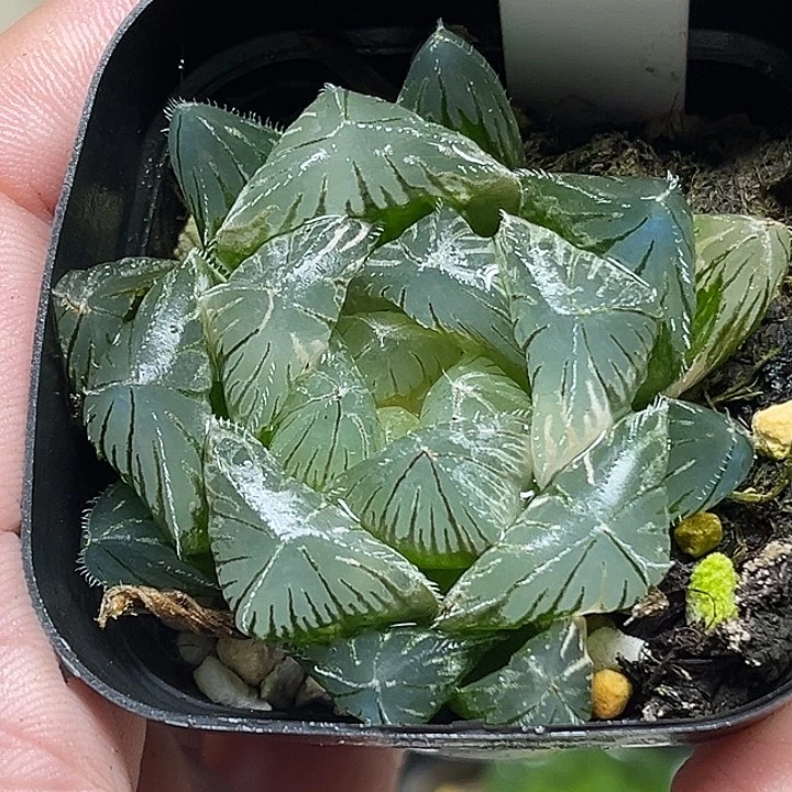 133巨大化变异特大蓝镜玉露锦