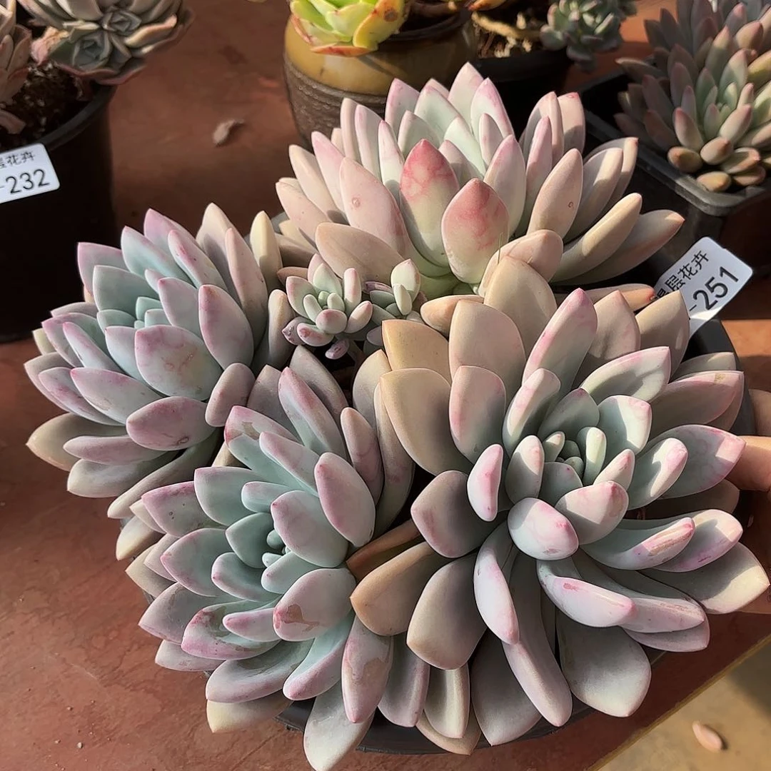 同温层多肉奥普251