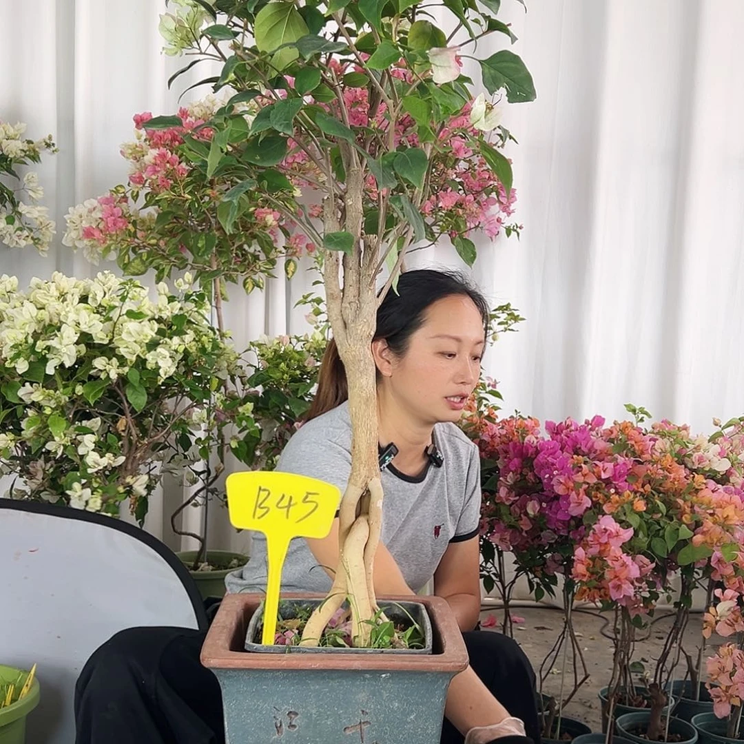 小***晴大部分花苞少量开放B45绿樱