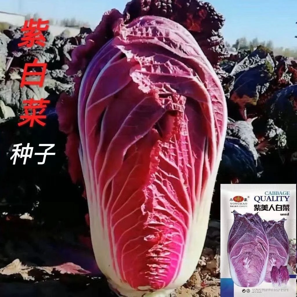 营养紫白菜种子里外紫色白菜四季播种家庭院阳台盆栽邮播寄蔬菜籽