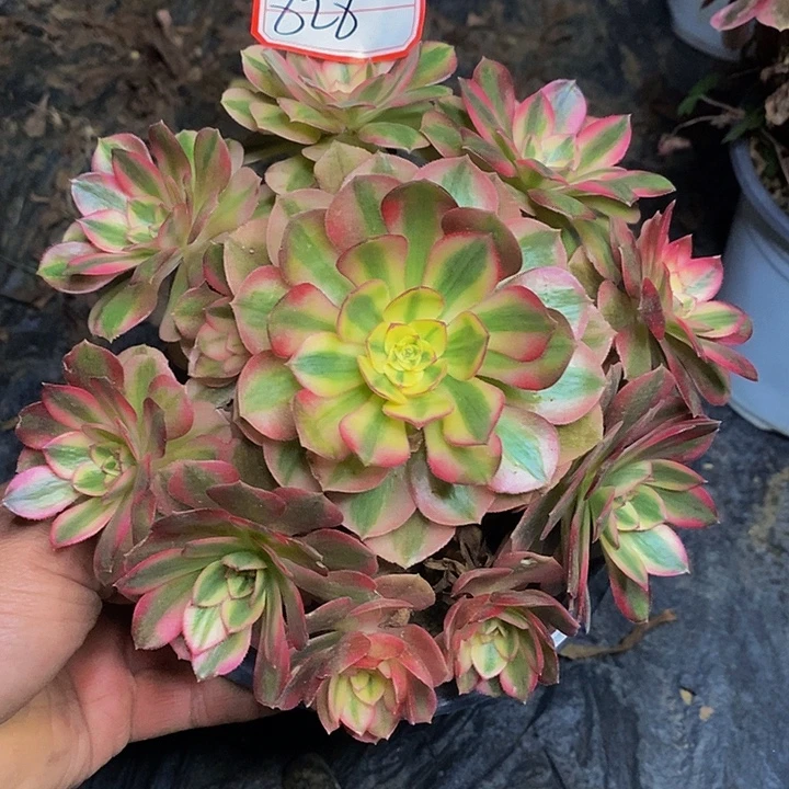 荔枝老桩捧花828号