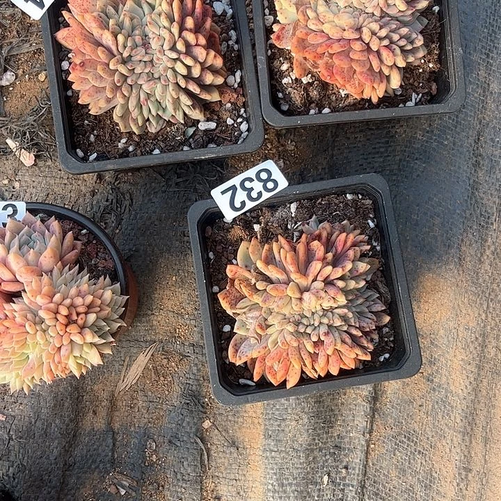 李*多肉植物一物一拍