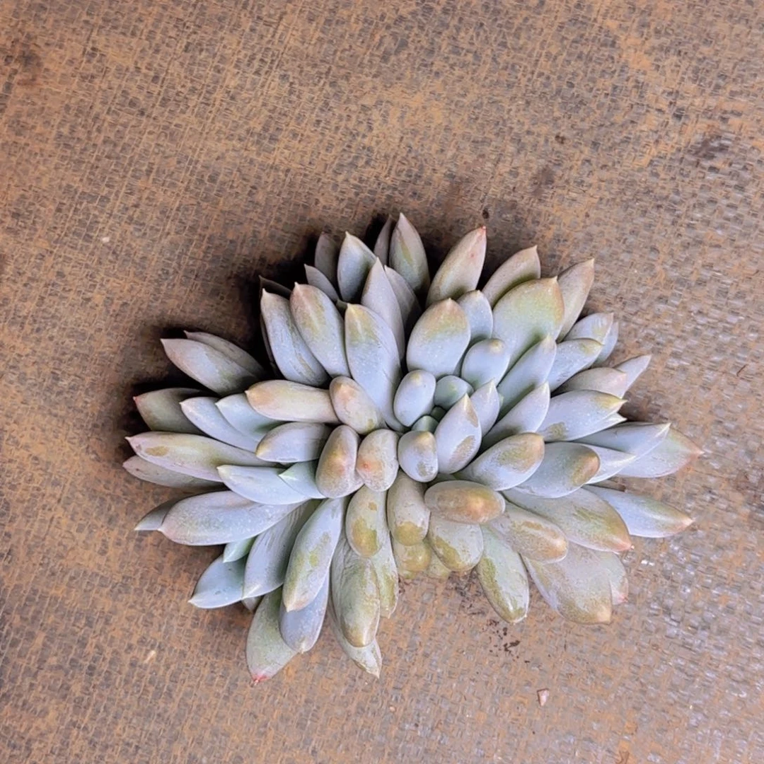 请****?倒车寄养111111111111111