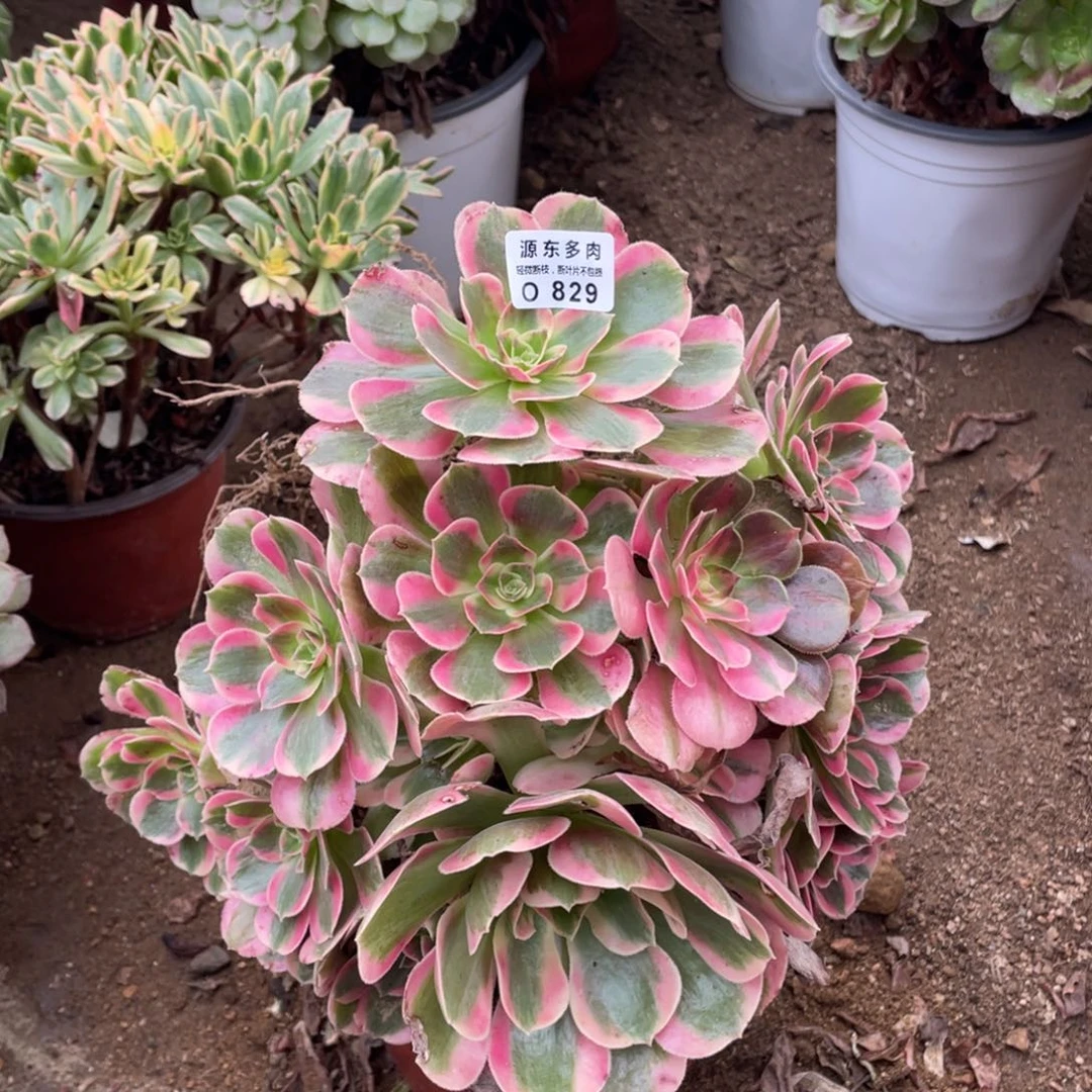 829七彩石多肉法师断枝不包