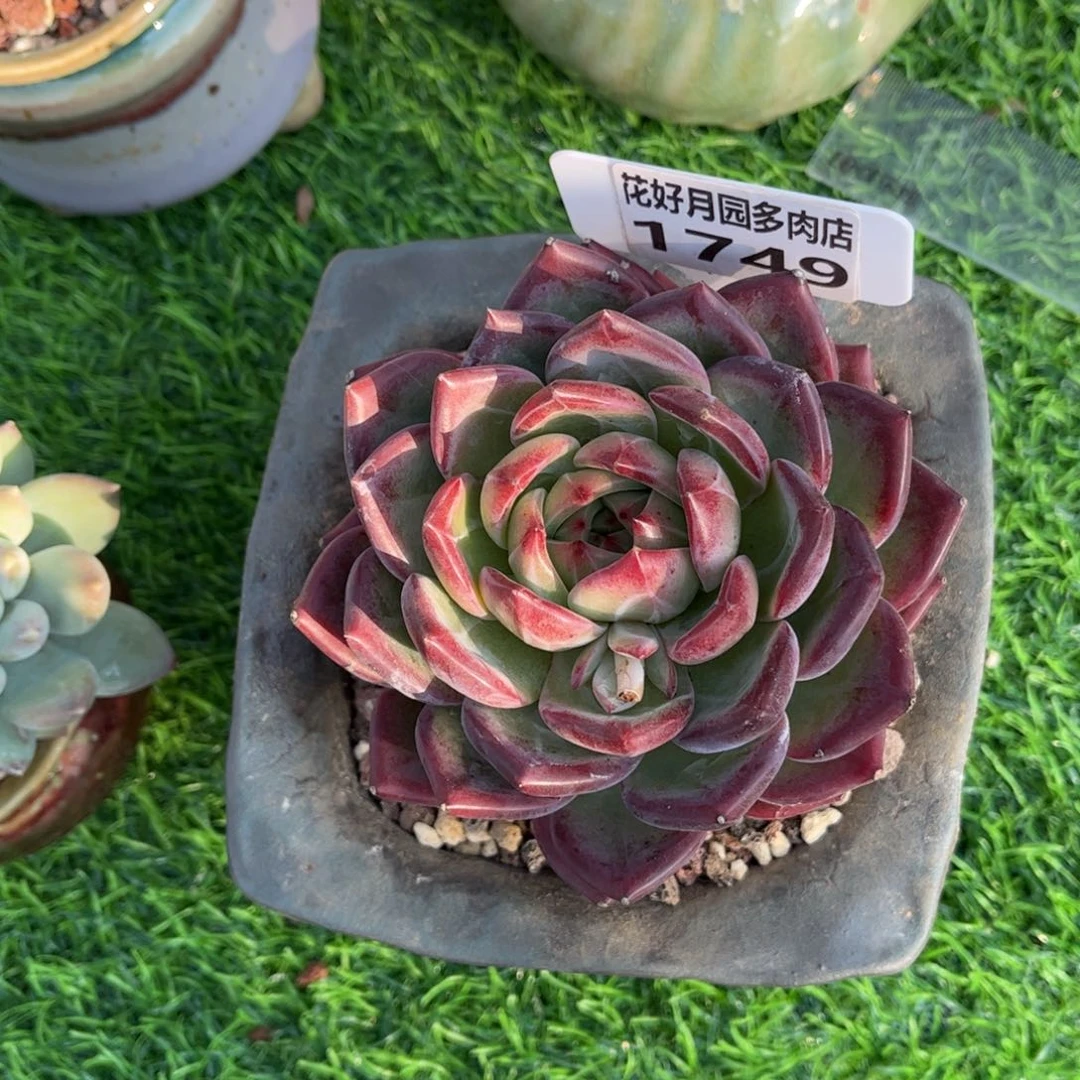 S***o多肉植物1749不带盆