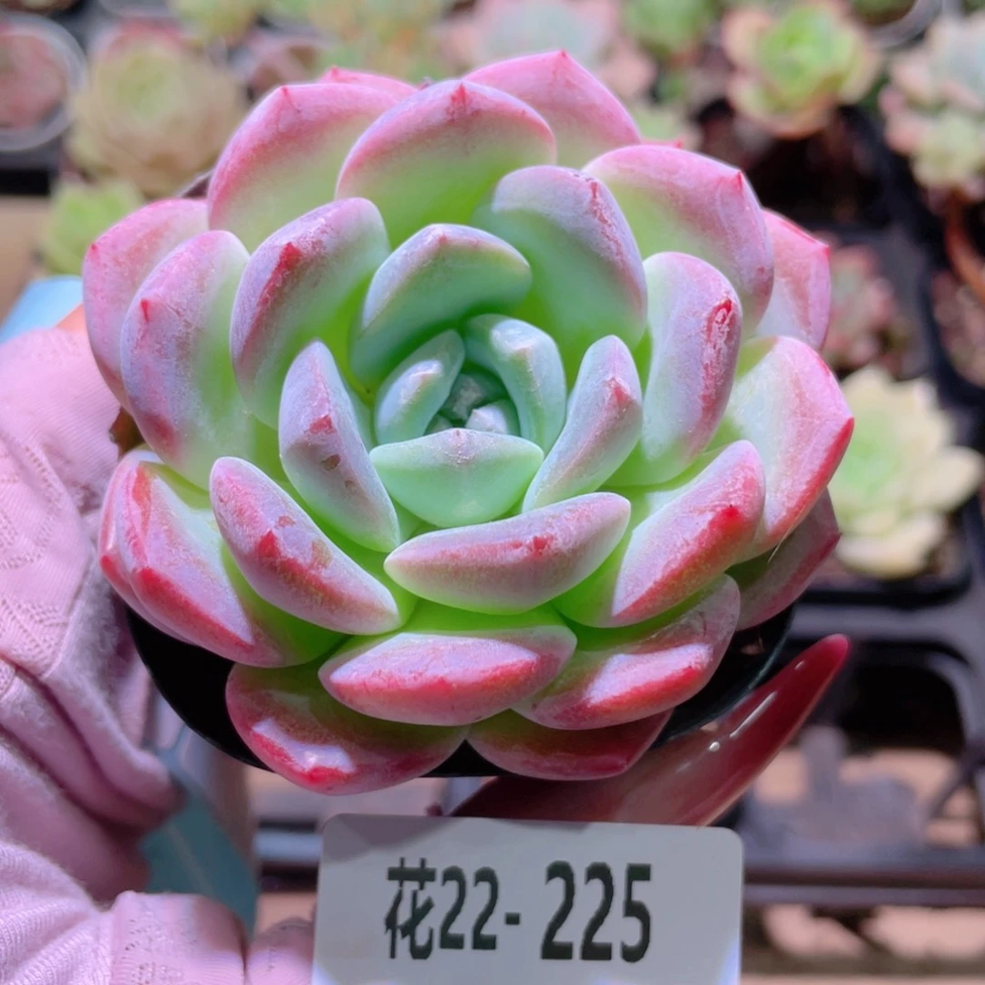 花利美22-225新品