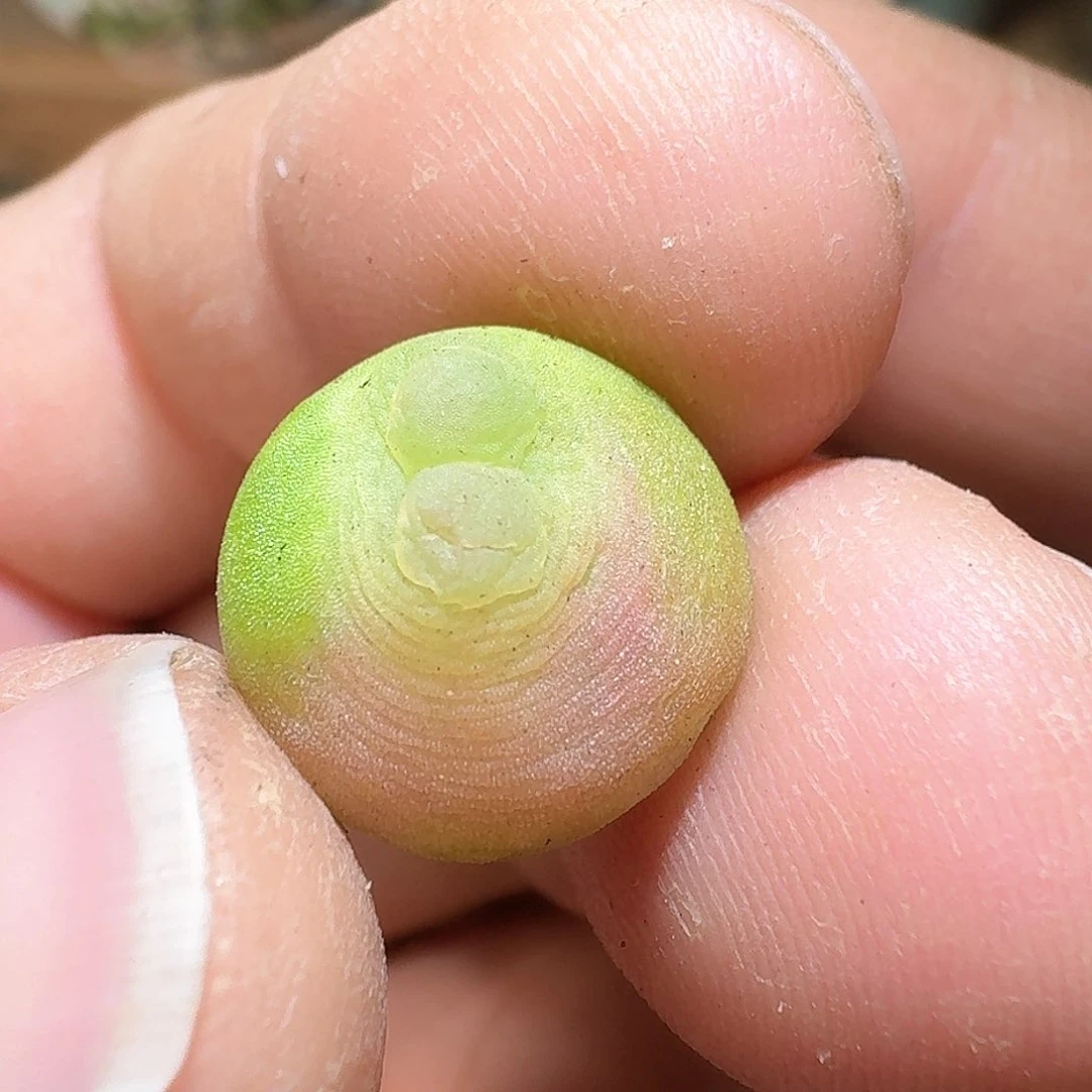 2-18-003———1.55——40元，，一一