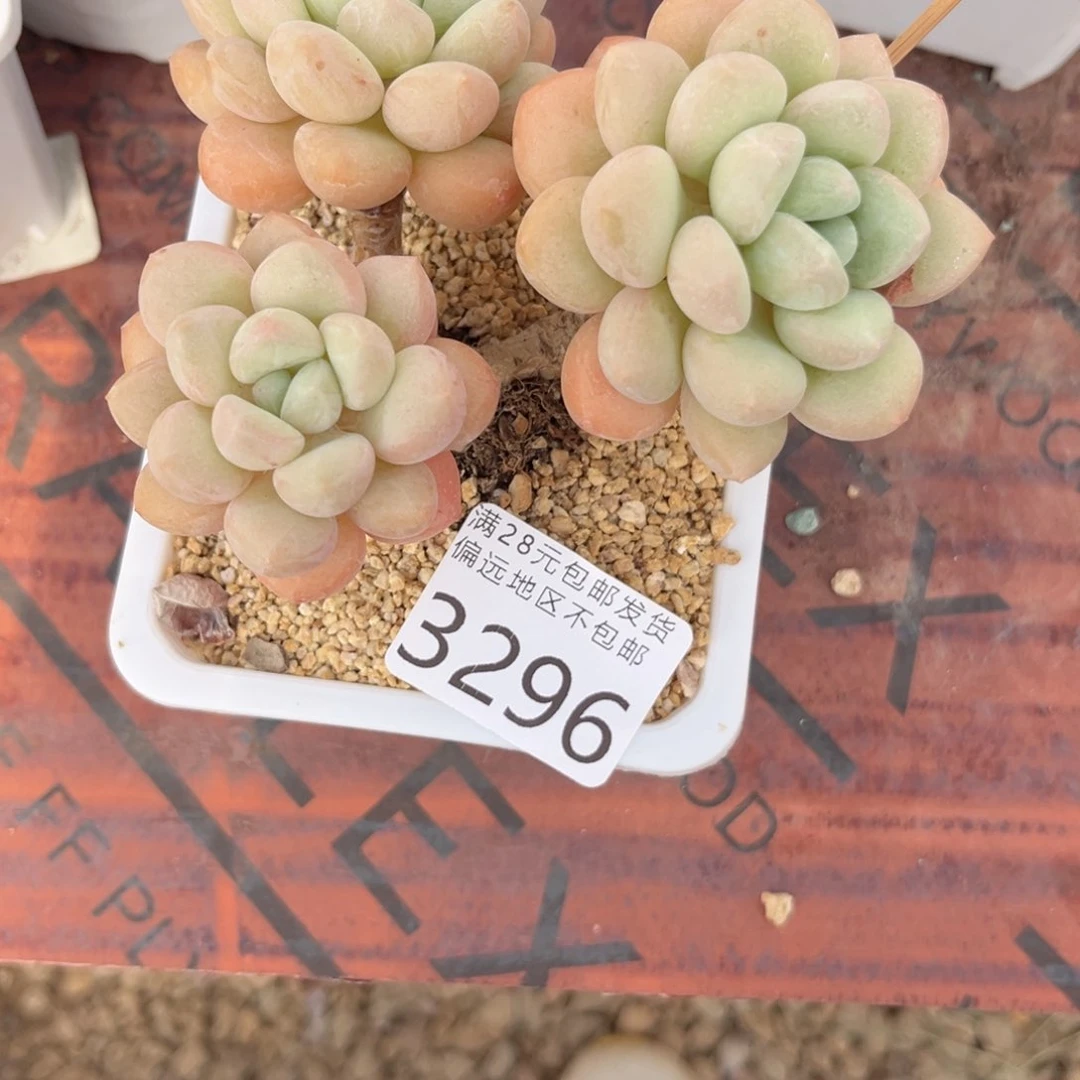 是**呀大3296:？c n g hv j n m