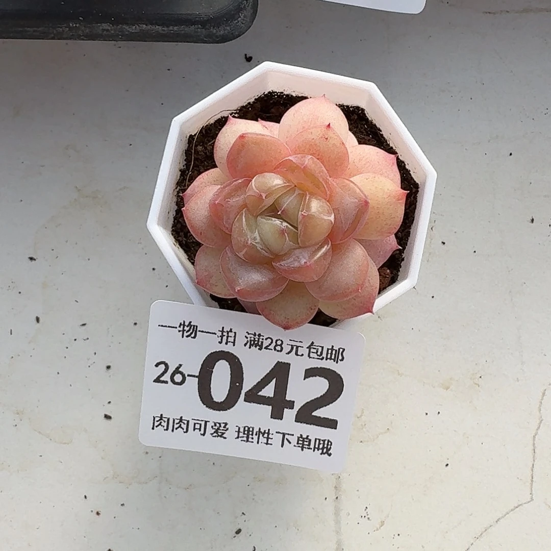 楼兰无盆土发货无