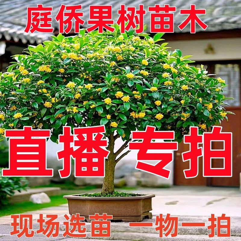 庭侨果树苗木直播间一物一拍花卉植物庭院别墅盆栽地栽 1号链接