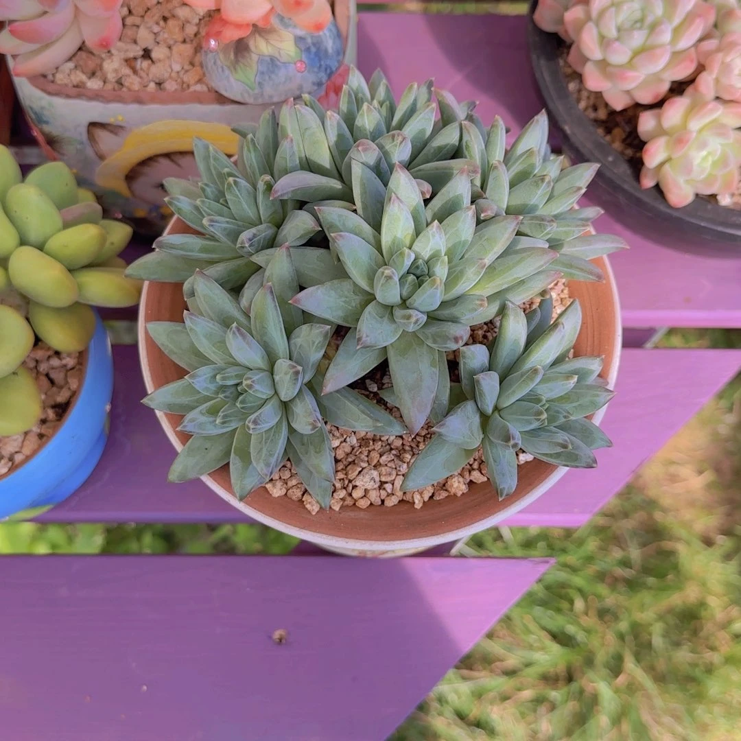 千手杂多肉植物 0000