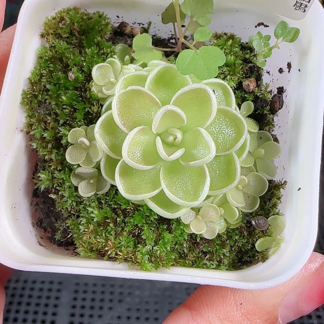 0917---62爱丽丝，