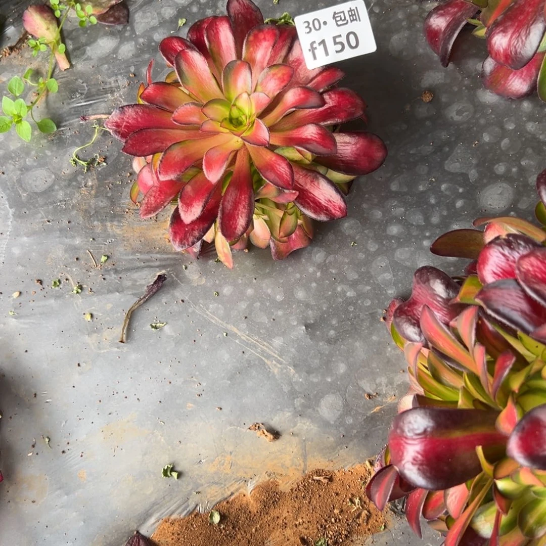 快****康150夕阳多肉法师