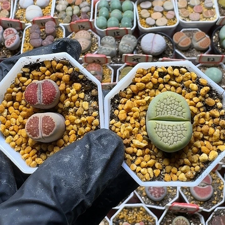 生石花111111。  267