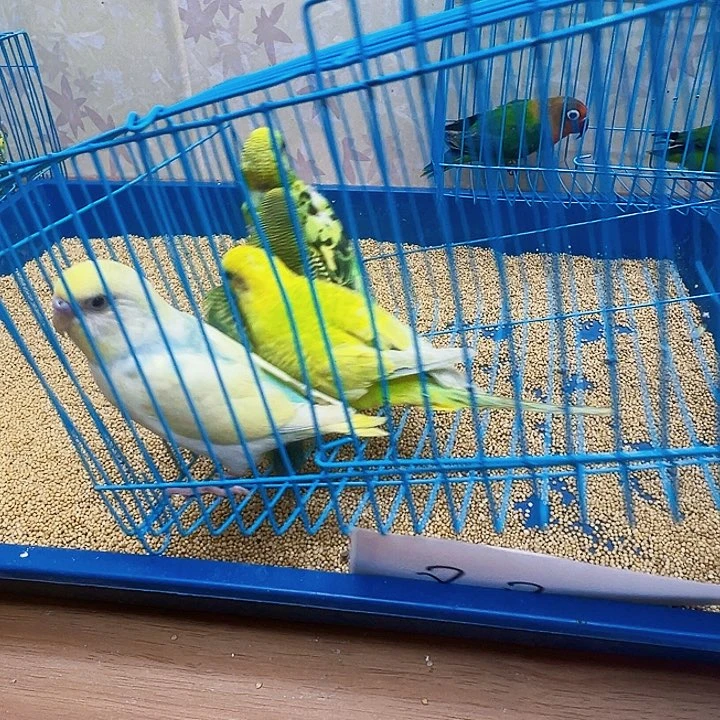 虎皮鹦鹉虎皮鹦鹉4只88包邮