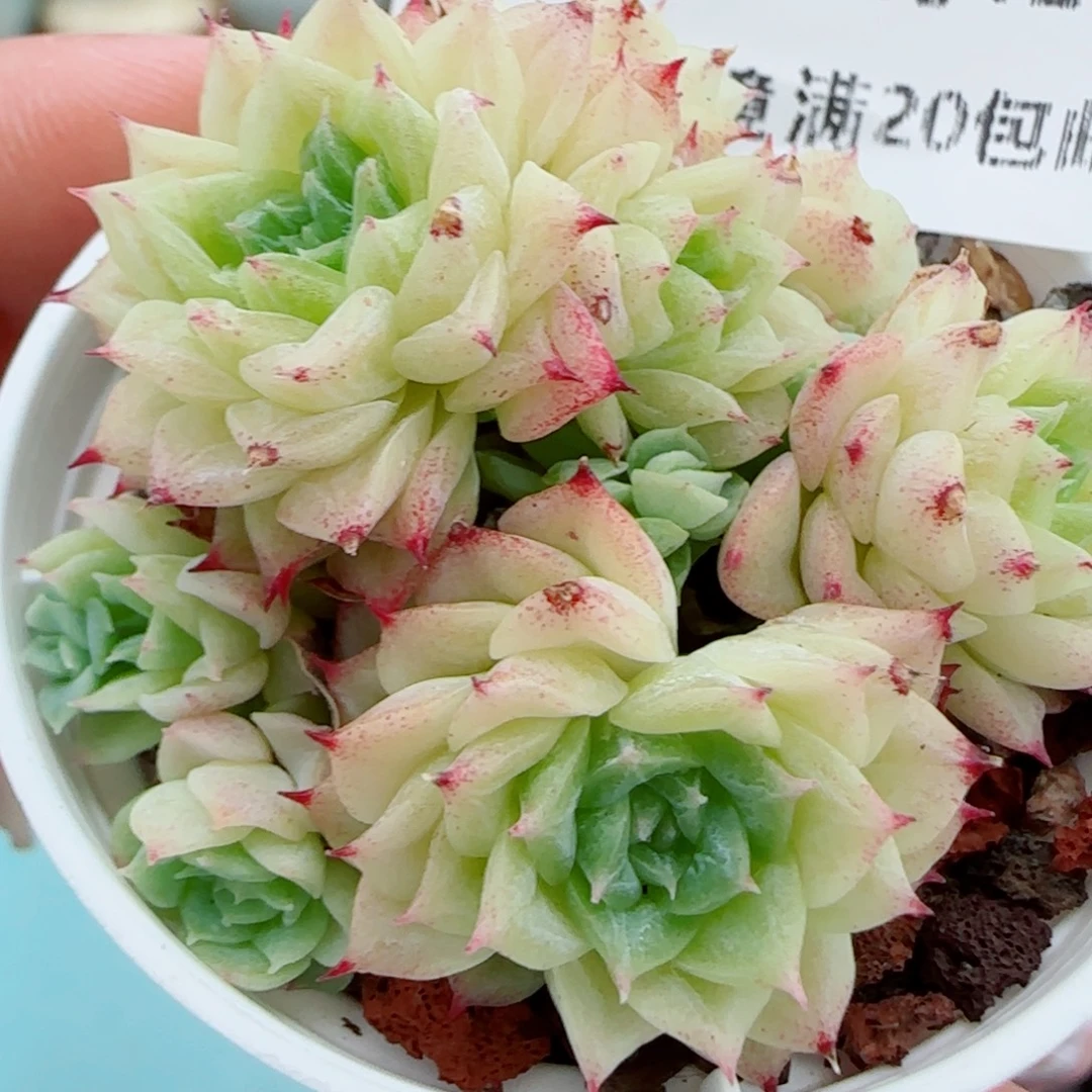 花语逸镜1012-284麦秆散