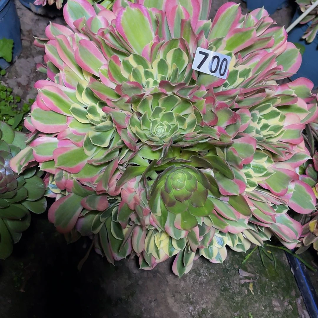 法师法师15-3包邮法师