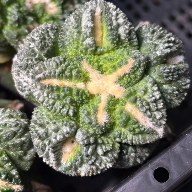 仙人球 一物一拍 草球嫁接 DP672