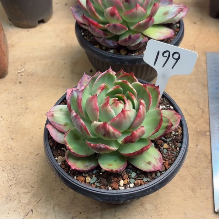 多肉植物，惊鸿仙子199号