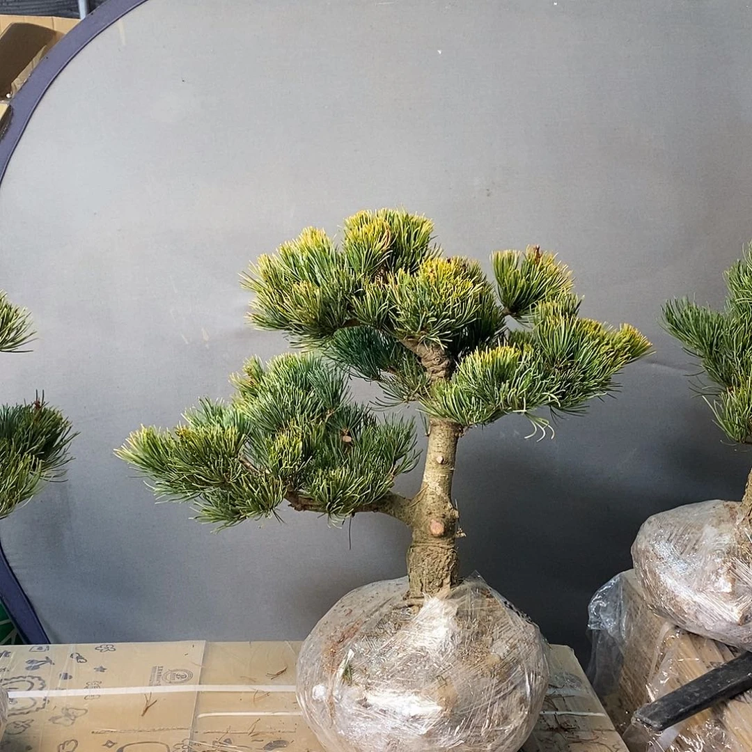 爱***爸无花朵盆景1111111