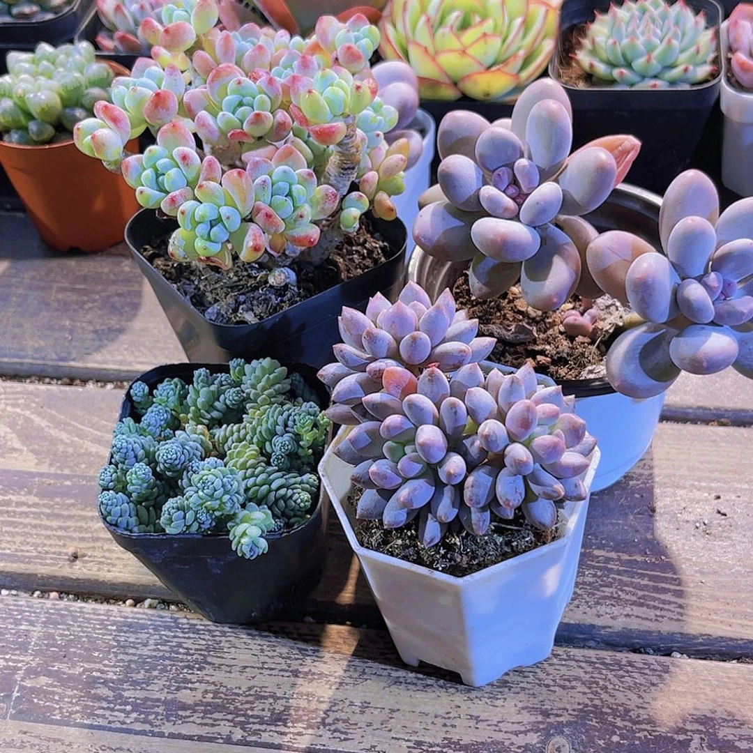 罗琦。芭比奶。姬美人。蓝舍