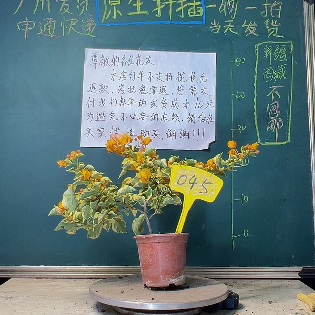 当前无花栽培后可以开花金边黄1252