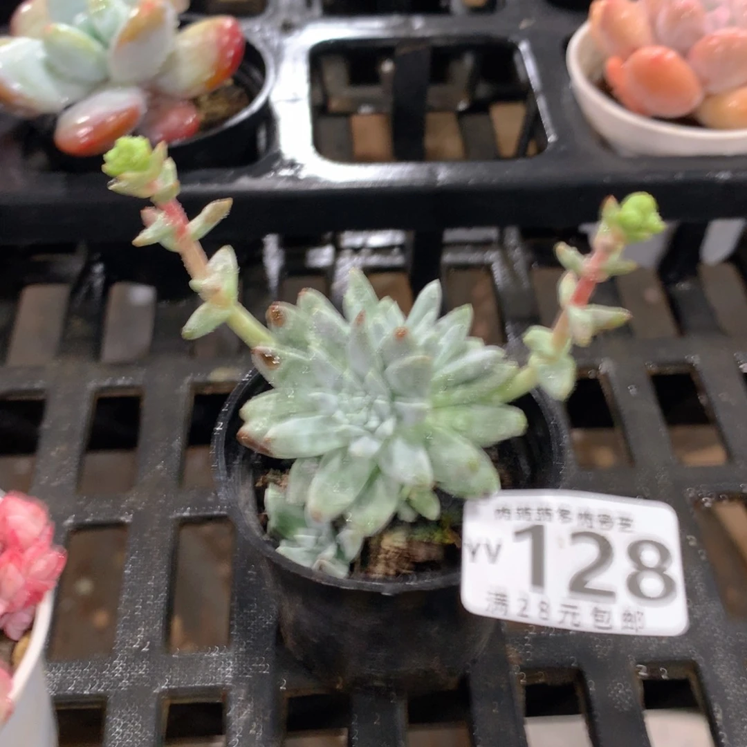 肉萌萌拇指盆精控多肉YV128