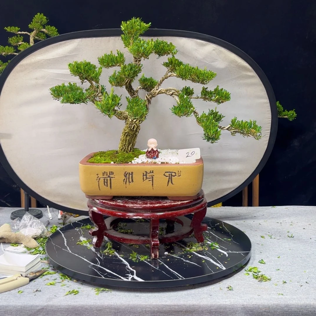 不开花植物广东皱皮雀舌黄杨
