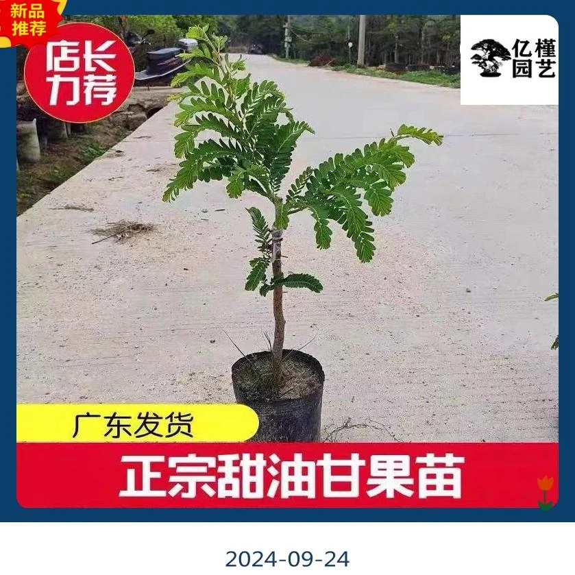 广东正宗嫁接高产甜种油甘果苗四季结果南方盆栽果苗柿饼甜余甘苗
