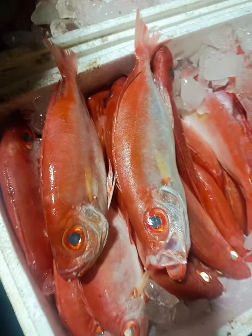 （小规格）广东汕尾海产红目鲢鱼冷链包邮鲜鱼