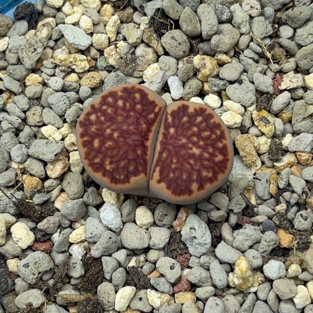 4529红窗菊一颗